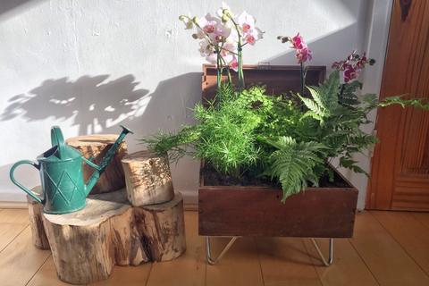 chậu hoa phong lan chân sắt hairpin