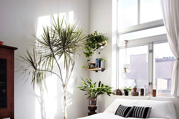 trang trí cây xanh trong nhà